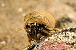 Hermit crab